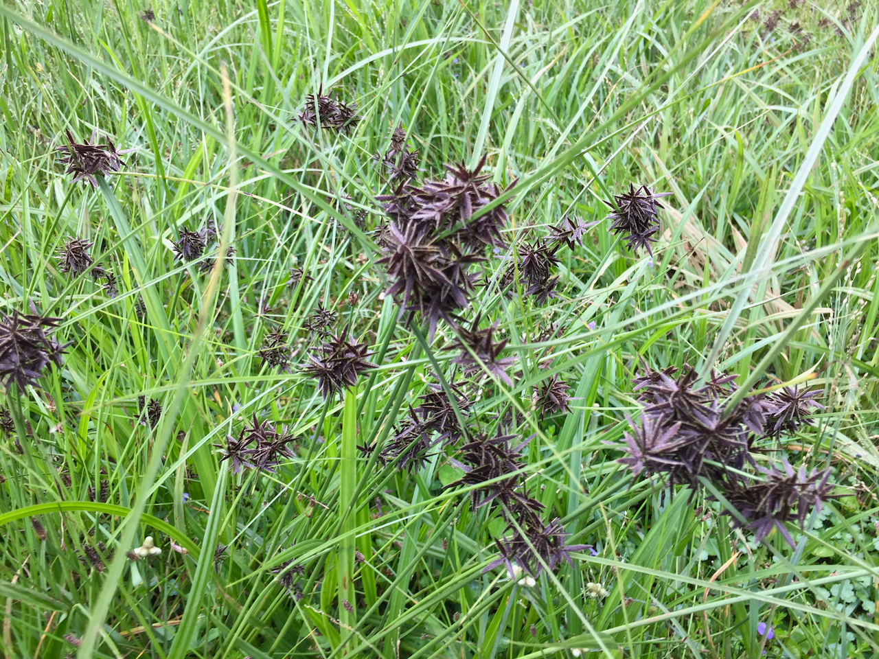 Monsoon Flowering at the Yedapalli Marsh – Clean Coonoor